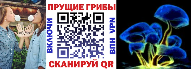 где найти   Урюпинск  Галлюциногенные грибы прущие грибы 